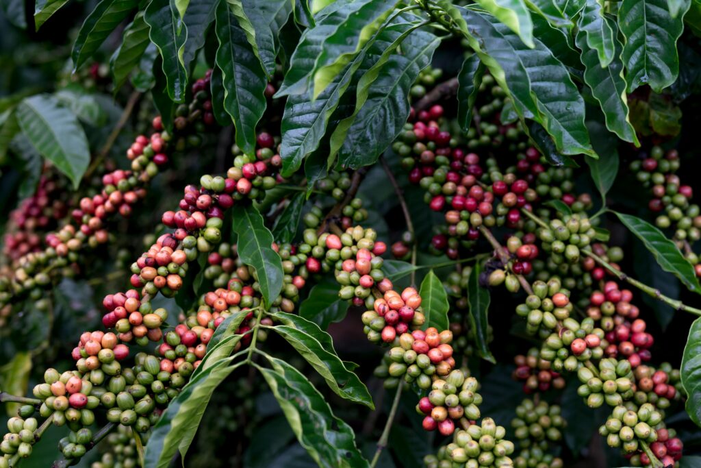 Lush green coffee plantations in Araku Valley, Andhra Pradesh